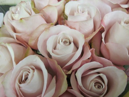 Secret garden ros afrika